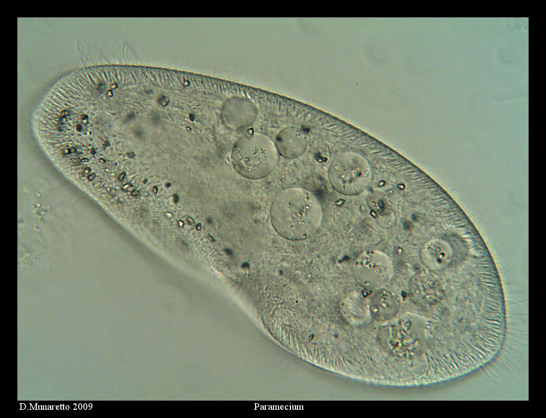 PARAMECIUM...finalmente!